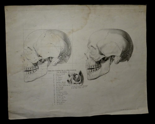 Medecine anatomie chirurgie - [medecine,