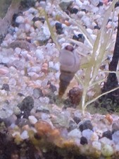 Lot De 150 Escargots Aquarium  Melanoïde.