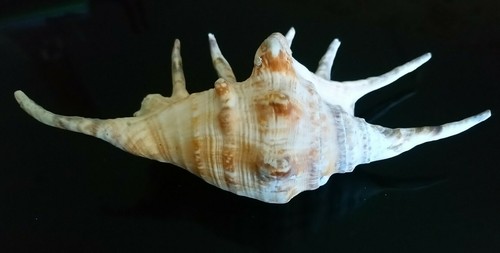 Coquillage lambris exotique - coquillage,