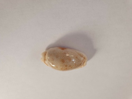 Coquillage cypraea erosa - coquillage ,