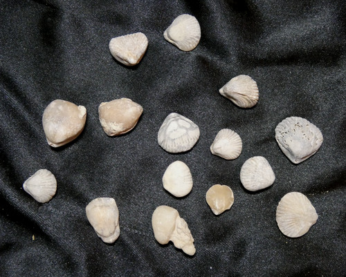 Lot brachiopodes fossile - 15,