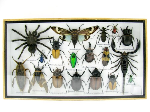 Insectes exotiques réel - insectes,