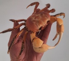 curiosité , taxidermie : crabe De Mangrove Naturalisé #1