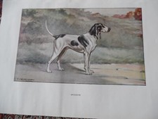 Gravures :  Chien de chasse 