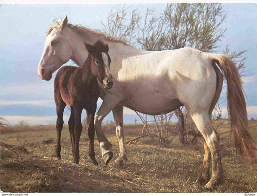Carte postale animaux - postale,