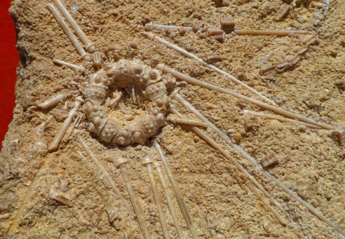 Oursin fossile jurassique des - fossile,