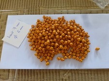lot  300 perles  en bois teinté jaune orangé  diam 7 haut 6 mm forme toupie 