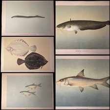 5 grandes planches anciennes