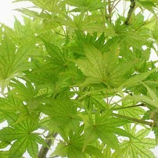 Acer palmatum reticulatum - 'reticulatum',