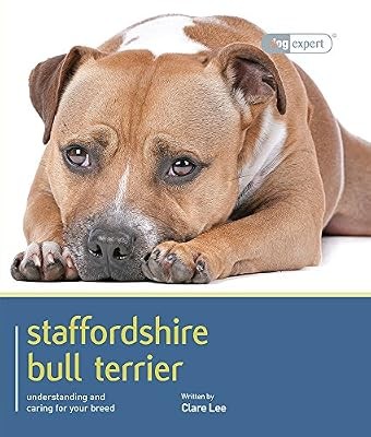 Staffordshire bull terrier - staffordshire,