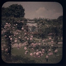 Fleurs Roses Jardin c1910 Photo Stereo Verre Autochrome Vintage §fn4
