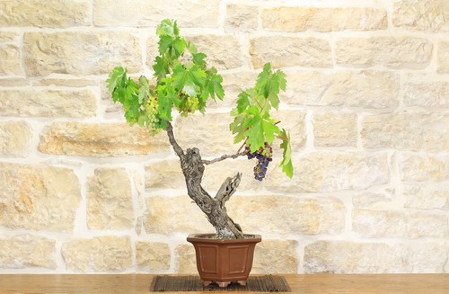 Bonsaï vigne - bonsaï, de