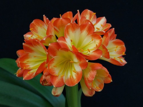 Clivia seven desire x - clivia,