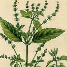 Mercuriale Flore Médicale