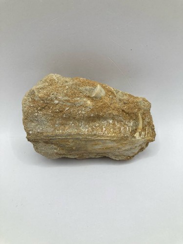 Rare mâchoire enchodus avec - mâchoire,