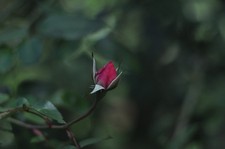 Objectif Pentax SMC Takumar 6x7 90 mm f/2,8 #435596 pour 6x7 67 67II Exc+5 du...