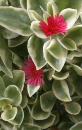 Aptenia variegata plante - plante, en