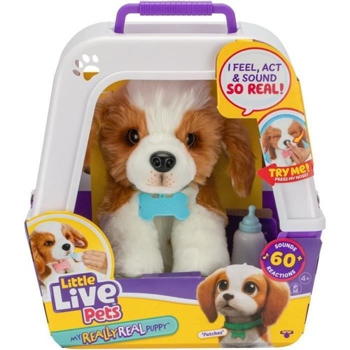 Mon chiot beagle moose - chiot,