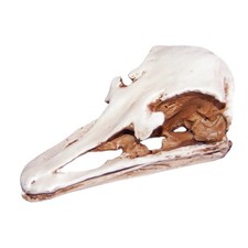 1pc réaliste du crâne animal