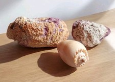 3 Anciens coquillage spondyle