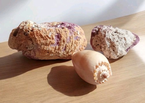 Anciens coquillage spondyle - 3,
