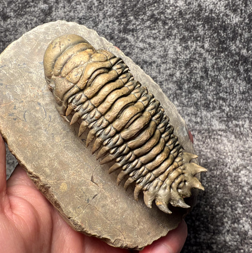 Crotalocephalina