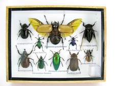 Insectes 3D - exotiques réel