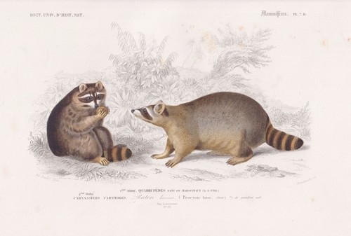 Procyon lotor raton - procyon,