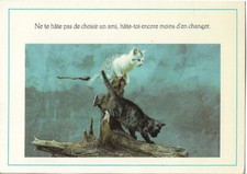 CHAT -chat gris tigré et chat