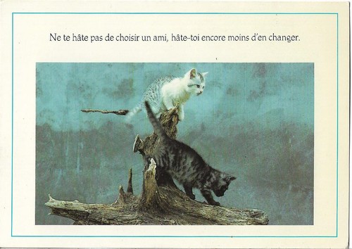 Chat gris - tigré,
