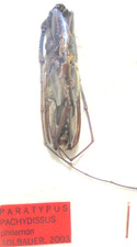 PACHYDISSUS  philemon PARATYPE M A1 (-) 33 mm