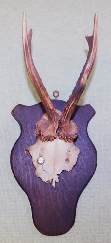 Ancien trophee chasse - de,