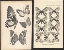 1896 Deux Lithographies