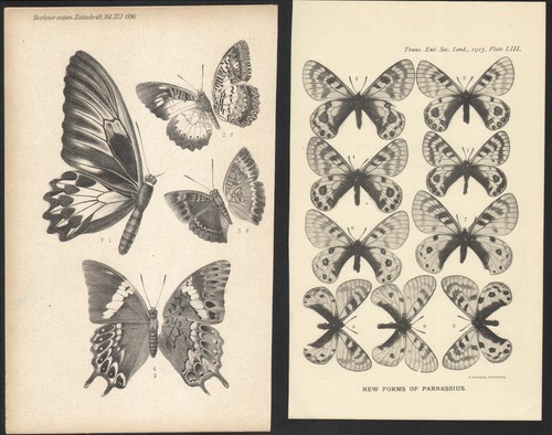 1896 deux lithographies - 1896,