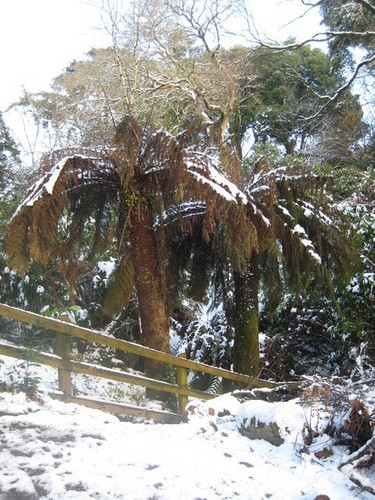 Photo 6x4 dicksonia antarctica - dicksonia,
