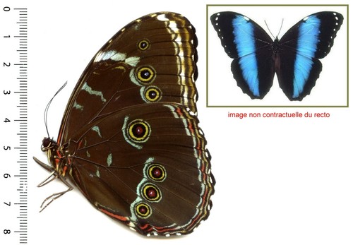 Morphidae morpho achilles - morphidae,