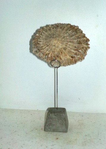 Coquillage sur socle patelle - coquillage,