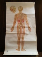 Affiche anatomique Chine