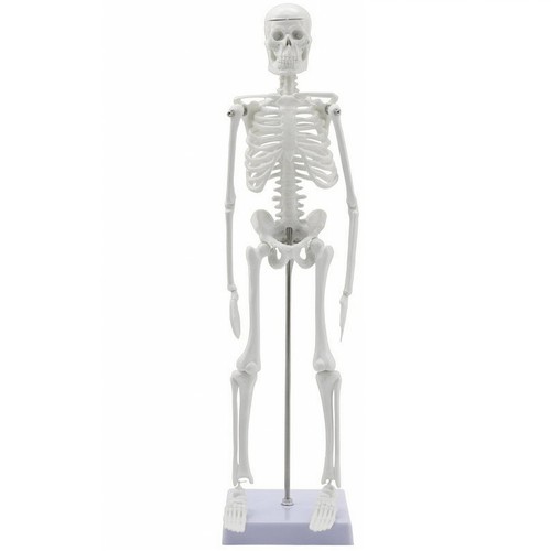 Squelette humain pvc - pvc, 45