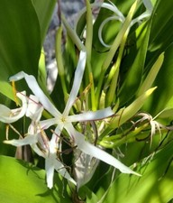 2pc Crinum Lily Asiaticum