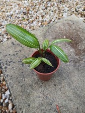 Rhapis japonica  "Aya Nishiki"