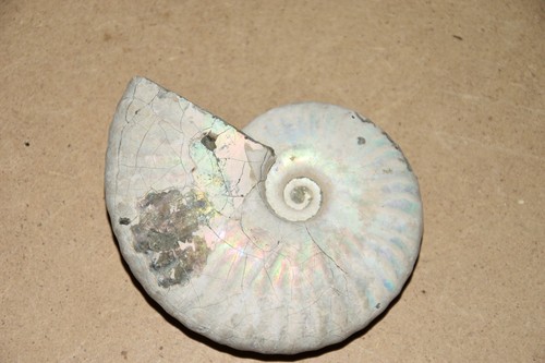 Ammonite aioloceras besairiei - ammonite,