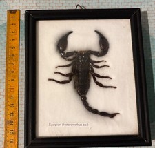 Insecte sous cadre / Taxidermie : Scorpion Naturalisé / Asie/ Entomologie