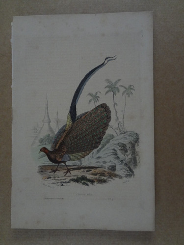 Gravure xix oiseau - gravure, :