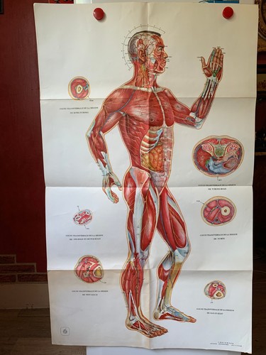 Ancienne affiche medicale - affiche,