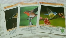 Trois fiches les oiseaux de