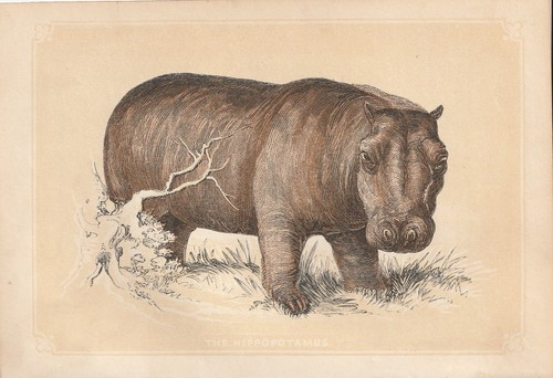 Hippopotame fluvial - hippopotame,