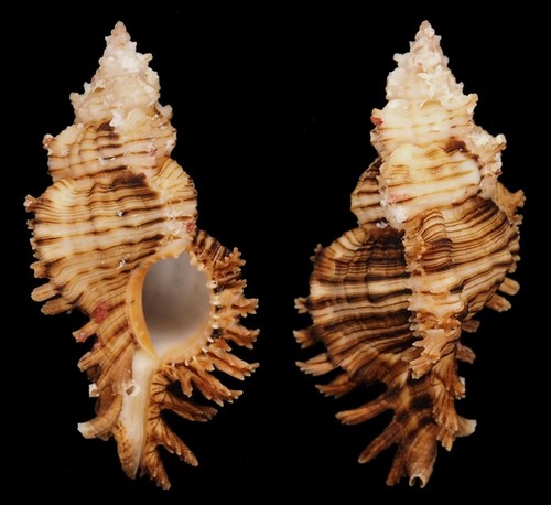 Coquillage collection - collection,