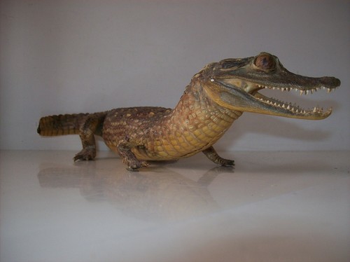 Crocodile naturalisé - ,