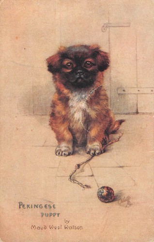 Cpa fantaisie chien - fantaisie, /